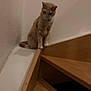 Nala a rejoint le concours — aidez-le/la à gagner de superbes lots ! cat, ginger_cat, stairs, wooden_stairs, indoor, wall, pet, curious, animal, feline, looking_down, quiet, home, corner, sitting, alone, floor, domestic, cute, watchful