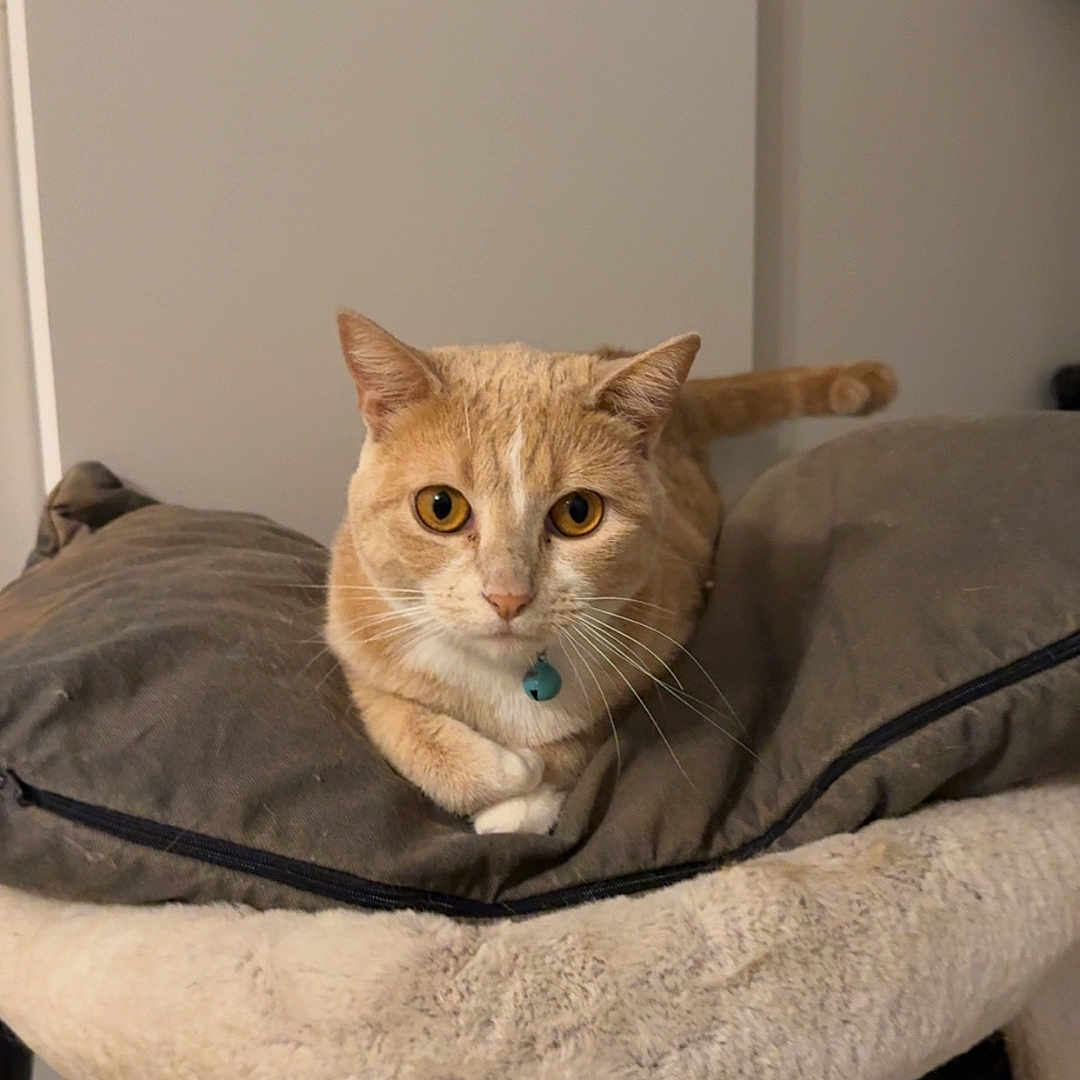 Nala a rejoint le concours — aidez-le/la à gagner de superbes lots ! animal, bell, cat, cat_tree, collar, cozy, cute, domestic_cat, feline, fur, indoor, looking, orange_cat, paws, pet, plush, relaxed, resting, tabby, whiskers
