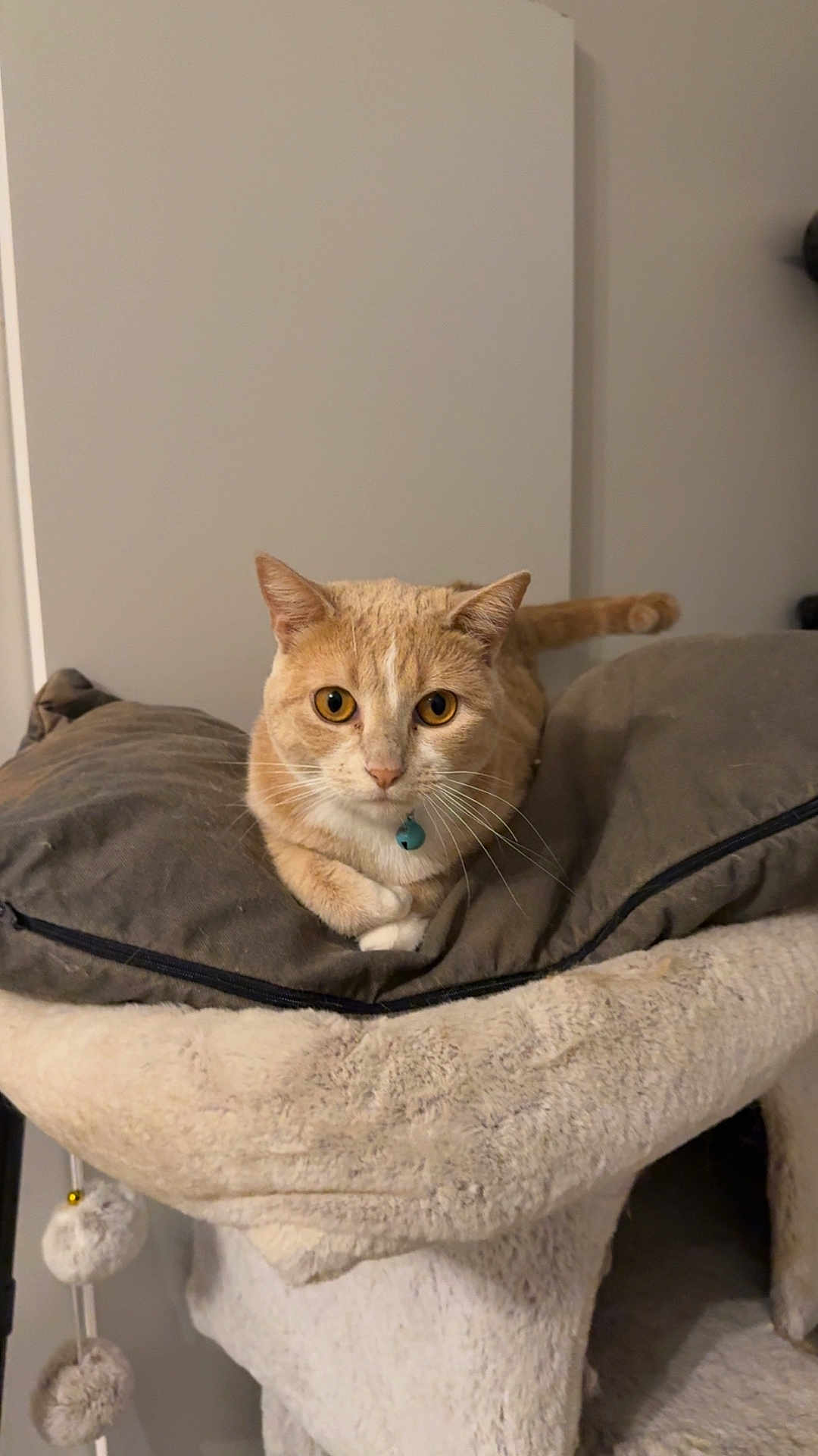 Nala