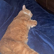 Nala a rejoint le concours — aidez-le/la à gagner de superbes lots ! cat, orange_cat, sleeping, resting, indoor, blanket, blue_blanket, fur, pet, cozy, relaxing, furniture, dresser, fan, home, sleep, animal, mammal, cute, nap