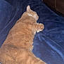 cat, orange_cat, sleeping, resting, indoor, blanket, blue_blanket, fur, pet, cozy, relaxing, furniture, dresser, fan, home, sleep, animal, mammal, cute, nap