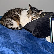 Louna a rejoint le concours — aidez-le/la à gagner de superbes lots ! cat, sleeping, pillow, blanket, blue, black, indoor, pet, feline, resting, cozy, fur, striped, white, tabby, domestic_animal, closeup, relaxation, bedroom, comfort