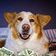 Amy is registered to the contest to win money with this photo: animal, background, blanket, carpet, closeup, cute, dog, dollar_bills, domestic_animal, ears, expression, fur, happy, indoors, laying_down, money, muzzle, nose, pet, smiling