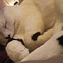 Oli is registered to the contest to win money with this photo: carnivoran, cat, cat_like_mammal, dog_breed_group, fur, kitten, nap, paw, small_to_medium_sized_cats, snout, tail, whiskers