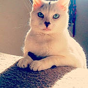 Oli joined the competition — help win amazing prizes! aegean_cat, burmilla, carnivoran, cat, cat_like_mammal, domestic_short_haired_cat, european_shorthair, eye, fur, khao_manee, kitten, mammal, nose, paw, small_to_medium_sized_cats, snout, turkish_angora, turkish_van, whiskers, white