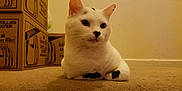 Oli is registered to the contest to win money with this photo: aegean_cat, carnivoran, cat, cat_like_mammal, domestic_short_haired_cat, fauna, japanese_bobtail, khao_manee, kitten, munchkin, paw, small_to_medium_sized_cats, snout, tail, turkish_angora, turkish_van, whiskers, white