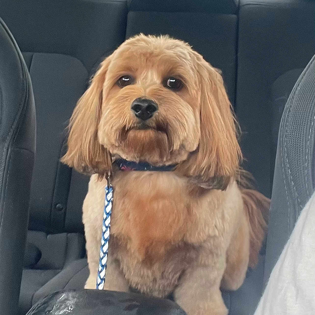 Teddy Bear is registered to the contest to win money with this photo: accessories, animal, belt, canine, car, car_interior, carseat, cockerspaniel, couch, cushion, dog, furniture, headrest, homedecor, pet, poodle, puppy, terrier, transportation, vehicle