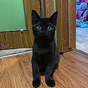 Miso joined the competition — help win amazing prizes! animal, black_cat, carpet, colorful_room, curious, domestic_animal, door, doorframe, eyes, feline, flooring, fur, home, indoor, kitten, pet, sitting, wood, wooden_floor, young_cat