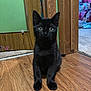 animal, black_cat, carpet, colorful_room, curious, domestic_animal, door, doorframe, eyes, feline, flooring, fur, home, indoor, kitten, pet, sitting, wood, wooden_floor, young_cat