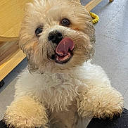 Alfie is registered to the contest to win money with this photo: dog, pet, curly_fur, white_dog, tongue_out, playful, paws, indoor, floor, table, looking_up, cute, fluffy, animal, canine, fur, close_up, happy, domestic_animal, friendly