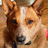 Ricco joined the competition — help win amazing prizes! alert, animal, brown_fur, canine, close_up, collar, companion, cute, dog, domestic, ears, floor, friendly, fur_texture, indoor, looking_at_camera, pet, portrait, tag, wooden_floor