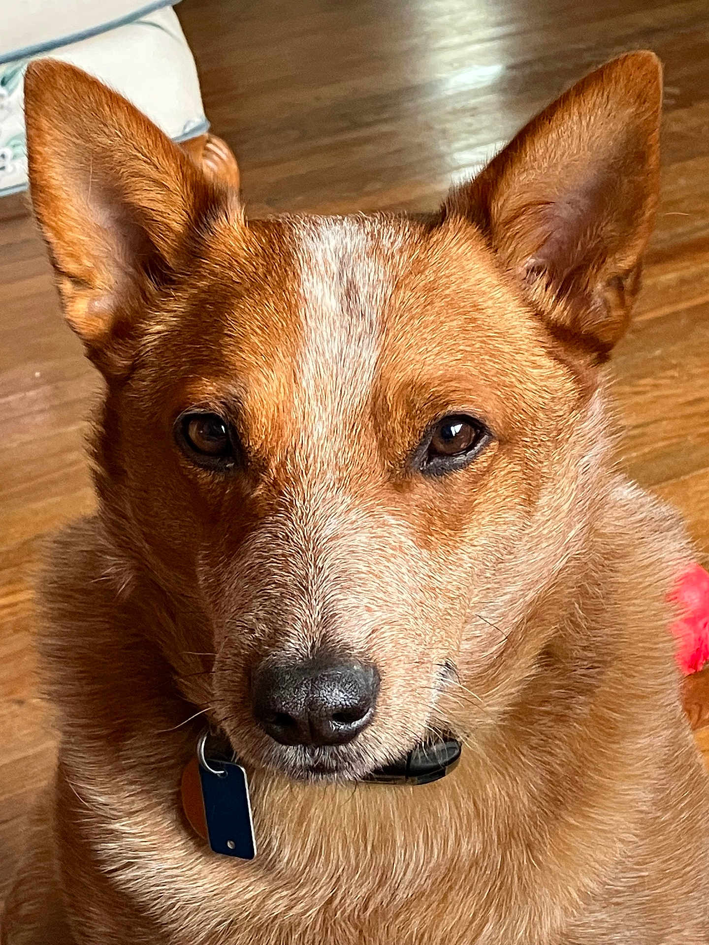 Ricco joined the competition — help win amazing prizes! alert, animal, brown_fur, canine, close_up, collar, companion, cute, dog, domestic, ears, floor, friendly, fur_texture, indoor, looking_at_camera, pet, portrait, tag, wooden_floor