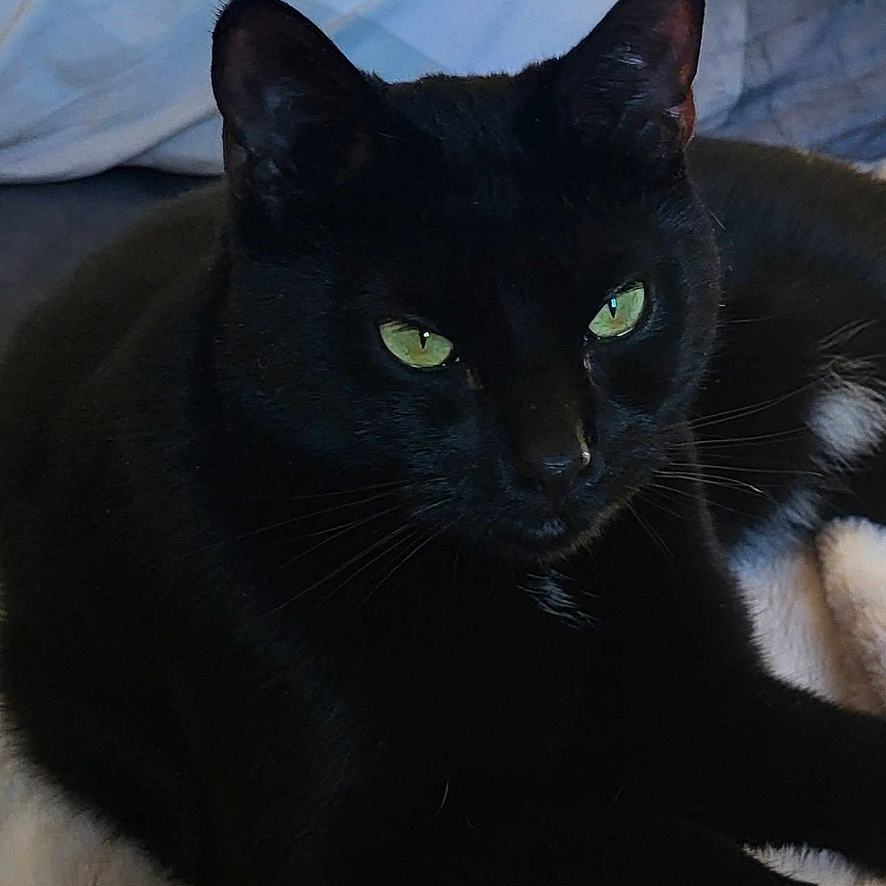 Mystic participe au concours pour gagner de l'argent avec cette photo : animal, black_cat, blanket, cat, close_up, cozy, cute, domestic_cat, ear, feline, fur, green_eyes, indoor, laying_down, pet, portrait, relaxed, resting, soft_texture, whiskers