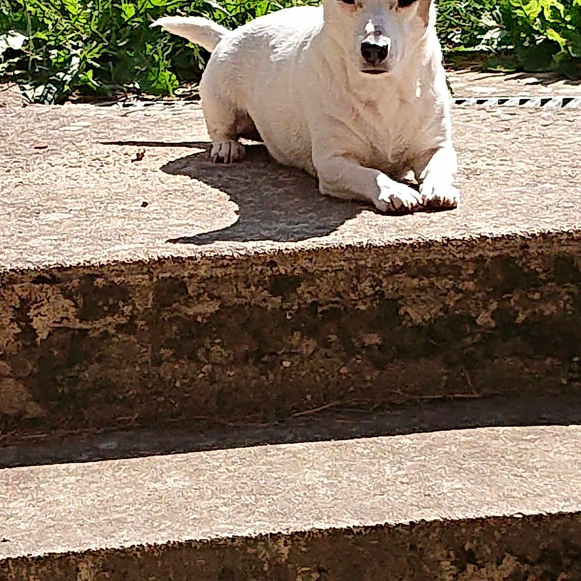 Haschka