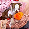 puppy, dog, brown_and_white, pet, animal, toy, plush_toy, orange_toy, strawberry_toy, pink_blanket, cozy, indoors, sitting, wide_eyed, cute, portrait, close_up, soft_fabric, bedding, playful