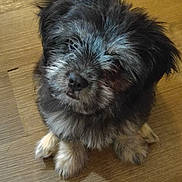 Rosie joined the competition — help win amazing prizes! puppy, dog, fluffy, fur, pet, cute, looking_up, wooden_floor, indoor, small_dog, adorable, animal, young_dog, sitting, face, ears, nose, whiskers, paws, companion