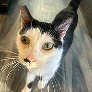 Atlas joined the competition — help win amazing prizes! animal, black_and_white, cat, close_up, curious, cute, domestic, ears, eyes, feline, floor, household, indoor, looking_up, mammal, nose, pet, portrait, walking, whiskers