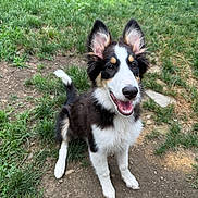 Freya joined the competition — help win amazing prizes! dog, happy, outdoor, grass, pet, canine, fur, ears, smiling, animal, nature, playful, cute, mammal, young, sitting, tail, black_and_white, yard, daytime