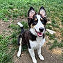 dog, happy, outdoor, grass, pet, canine, fur, ears, smiling, animal, nature, playful, cute, mammal, young, sitting, tail, black_and_white, yard, daytime