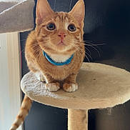 Sphynx is registered to the contest to win money with this photo: cat, orange_tabby, blue_collar, cat_tree, pet, feline, whiskers, alert, indoor, fur, cute, animal, claws, tail, ears, paws, looking_up, closeup, domestic_cat, resting