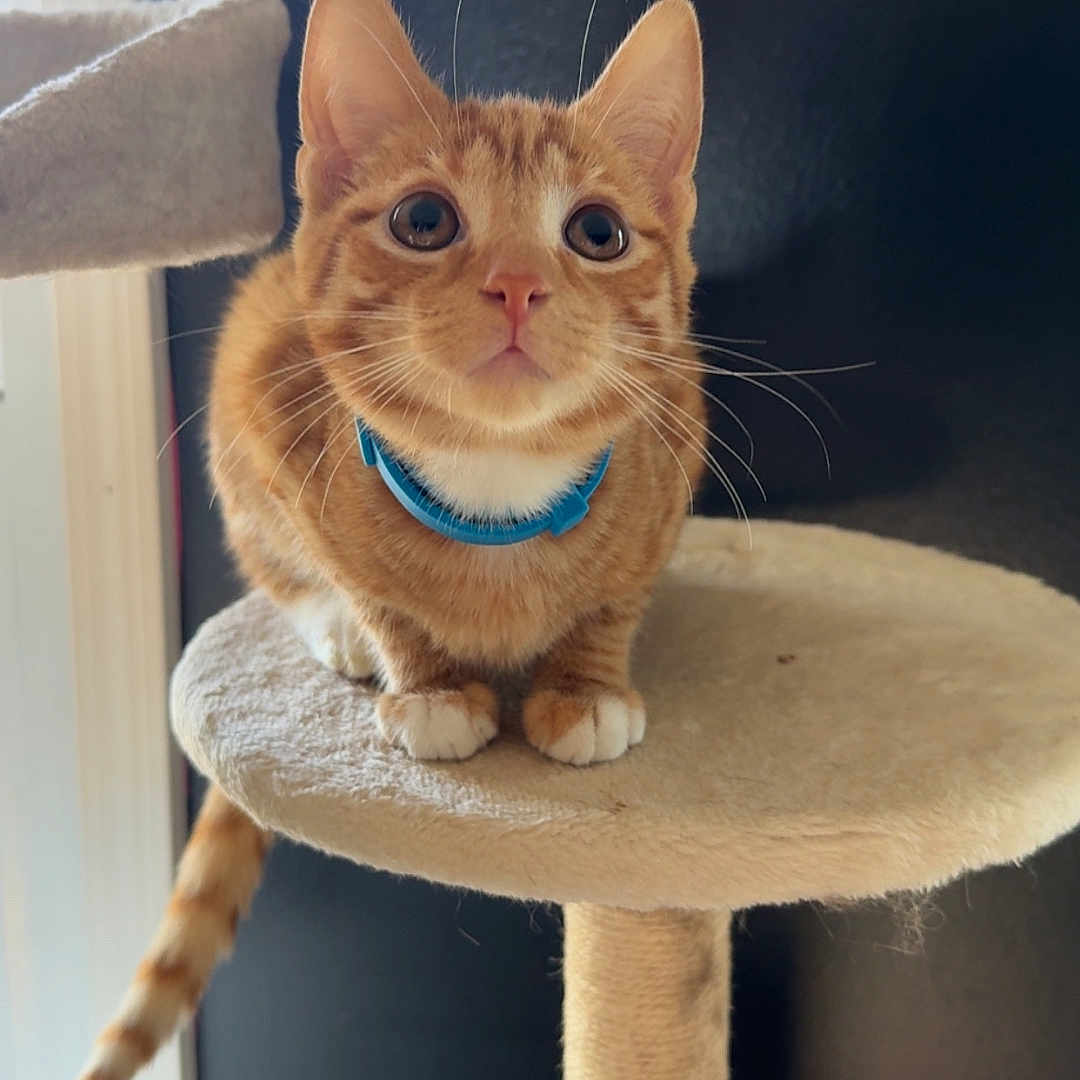 Sphynx is registered to the contest to win money with this photo: alert, animal, blue_collar, cat, cat_tree, claws, closeup, cute, domestic_cat, ears, feline, fur, indoor, looking_up, orange_tabby, paws, pet, resting, tail, whiskers