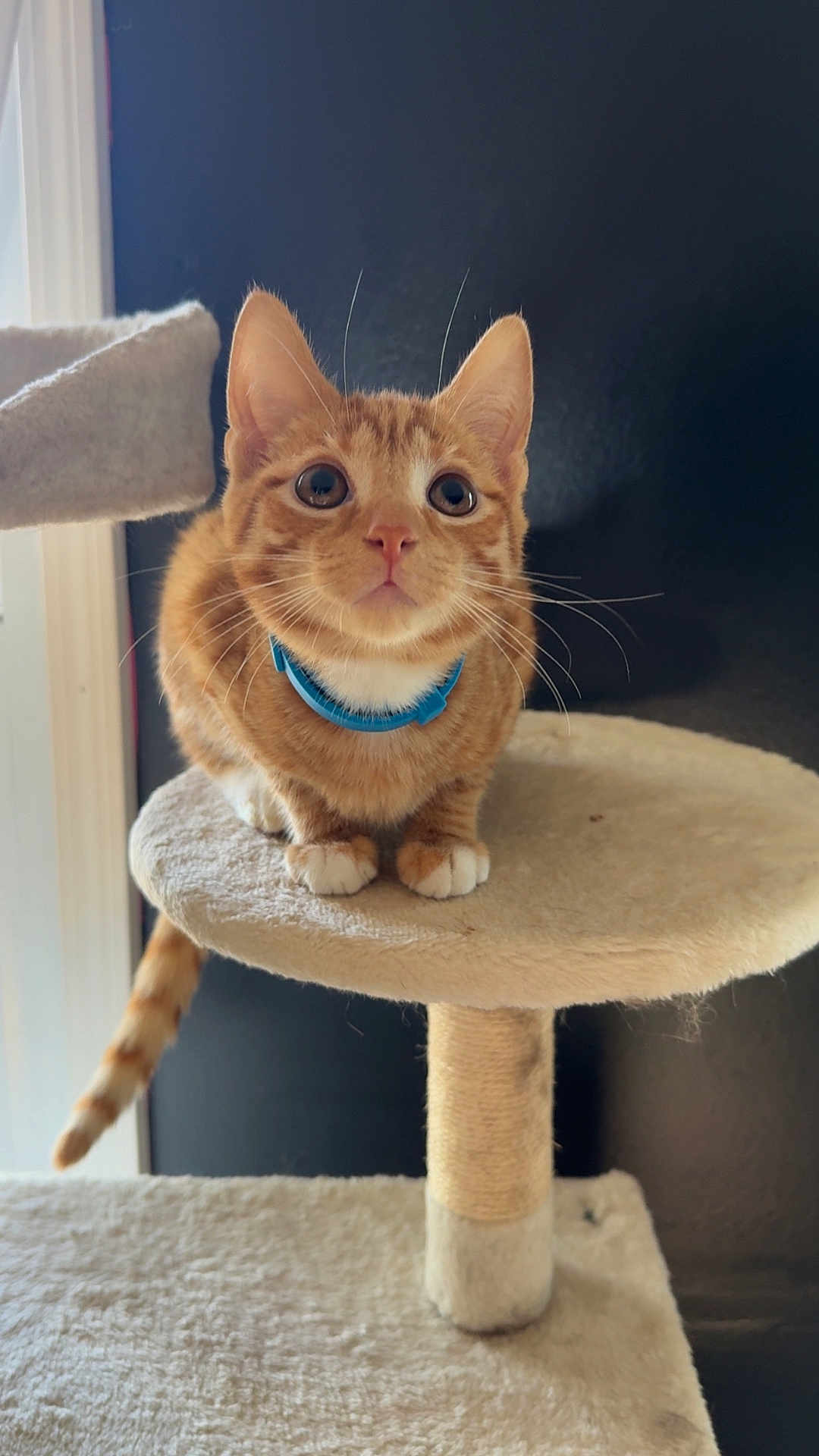 Sphynx is registered to the contest to win money with this photo: cat, orange_tabby, blue_collar, cat_tree, pet, feline, whiskers, alert, indoor, fur, cute, animal, claws, tail, ears, paws, looking_up, closeup, domestic_cat, resting