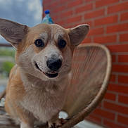 Georges a rejoint le concours — aidez-le/la à gagner de superbes lots ! dog, corgi, pet, animal, chair, wicker, smiling, closeup, portrait, outdoor, brick_wall, furniture, cute, fur, ears, face, expression, paw, canine, happy