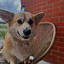 dog, corgi, pet, animal, chair, wicker, smiling, closeup, portrait, outdoor, brick_wall, furniture, cute, fur, ears, face, expression, paw, canine, happy