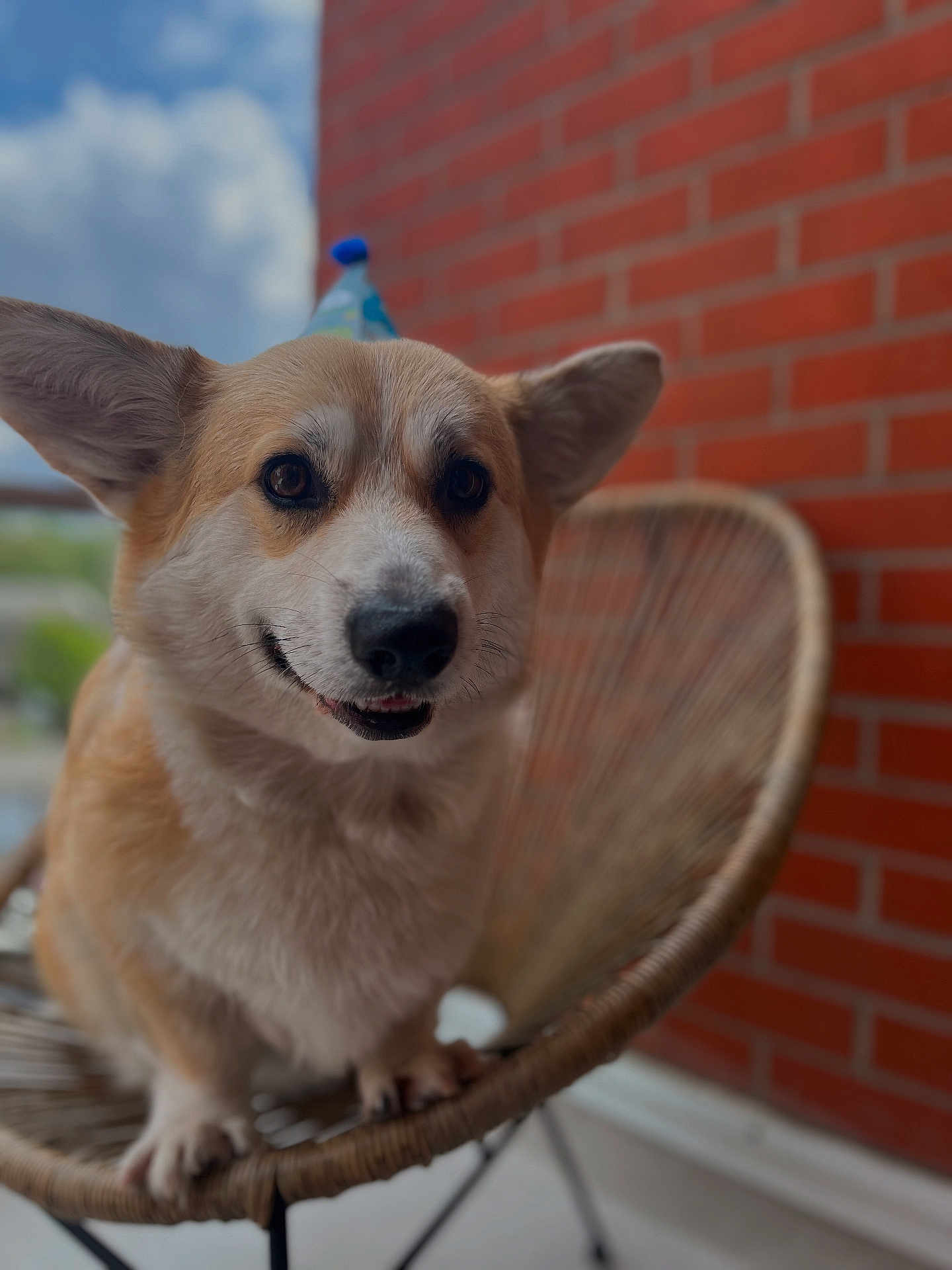 Georges a rejoint le concours — aidez-le/la à gagner de superbes lots ! dog, corgi, pet, animal, chair, wicker, smiling, closeup, portrait, outdoor, brick_wall, furniture, cute, fur, ears, face, expression, paw, canine, happy