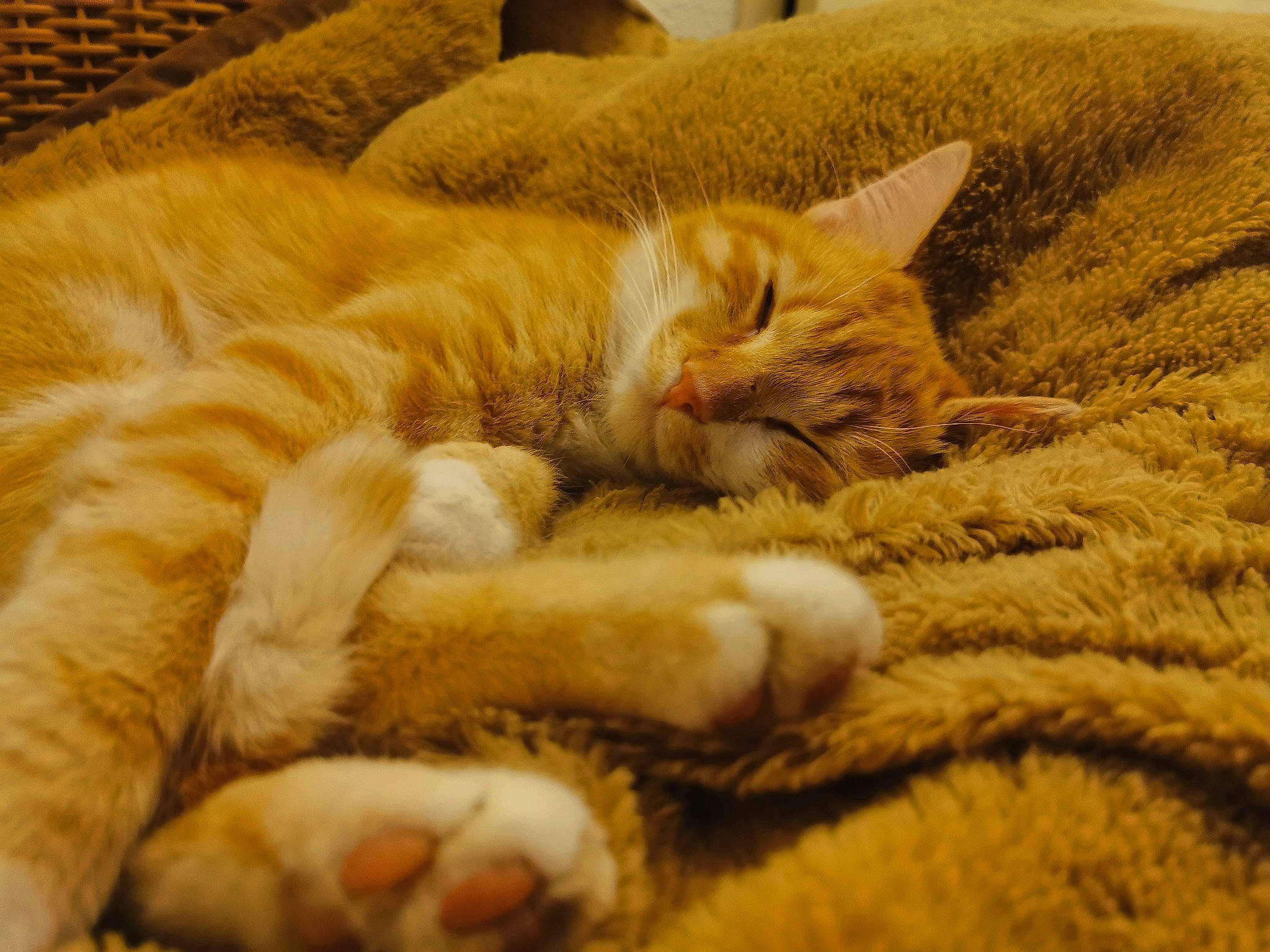 Lulu a rejoint le concours — aidez-le/la à gagner de superbes lots ! arabian_mau, asian, carnivore, cat, claw, domestic_short_haired_cat, dragon_li, european_shorthair, fawn, felidae, fur, kitten, nap, paw, polydactyl_cat, sleep, small_to_medium_sized_cats, snout, tabby_cat, whiskers