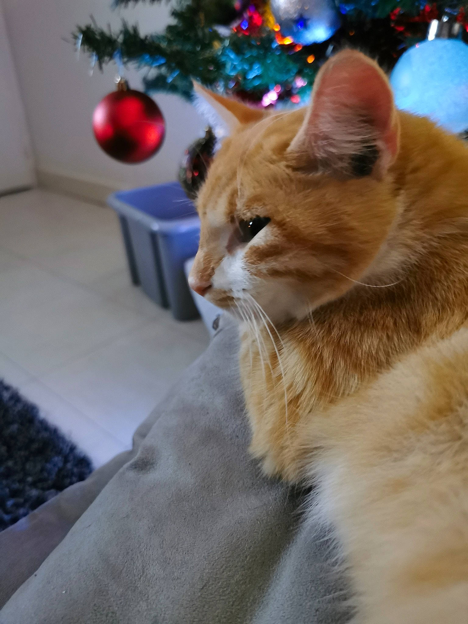 Lulu a rejoint le concours — aidez-le/la à gagner de superbes lots ! carnivore, cat, christmas, christmas_eve, christmas_ornament, christmas_tree, domestic_long_haired_cat, domestic_short_haired_cat, fawn, felidae, fur, holiday, kitten, norwegian_forest_cat, ragamuffin, small_to_medium_sized_cats, tail, tree, whiskers