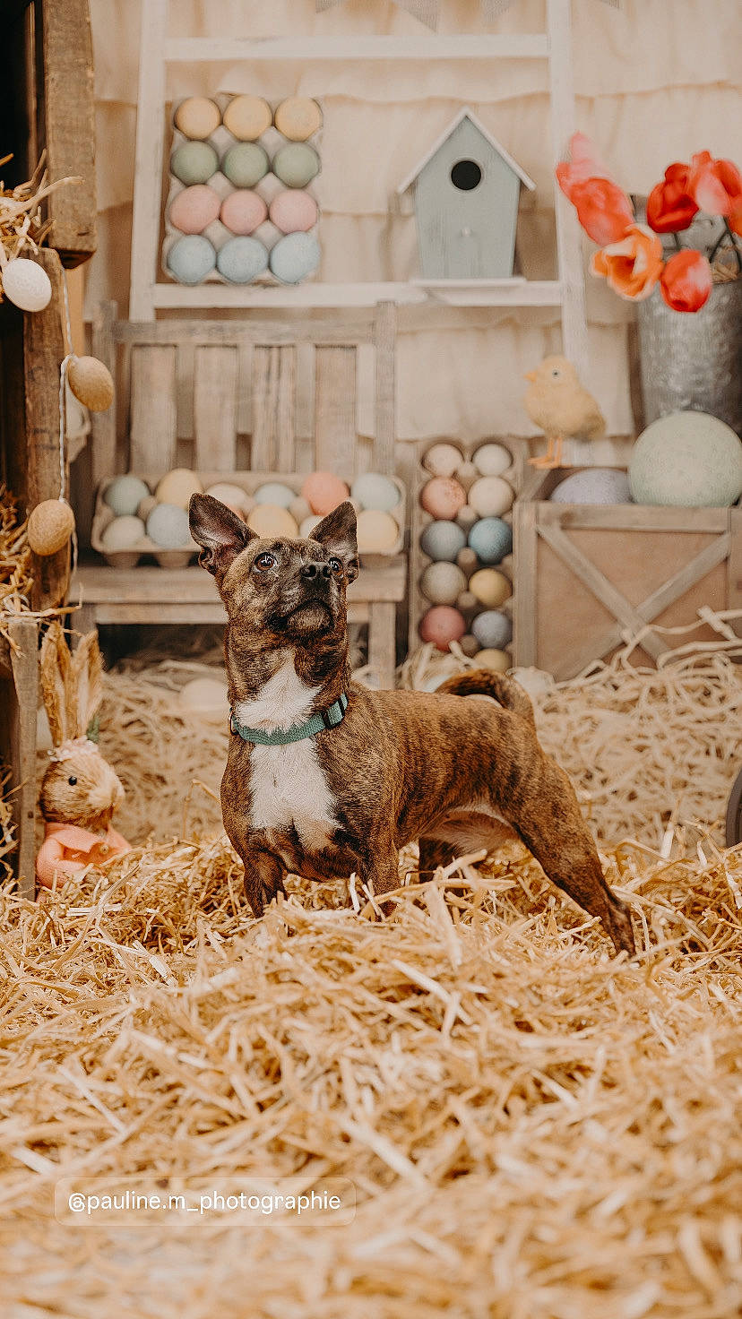Zéphyr a rejoint le concours — aidez-le/la à gagner de superbes lots ! art, companion_dog, dog, dog_breed, event, fawn, fur, grass, non_sporting_group, soil, tail, terrestrial_animal, toy, twig, whiskers, wood, working_animal