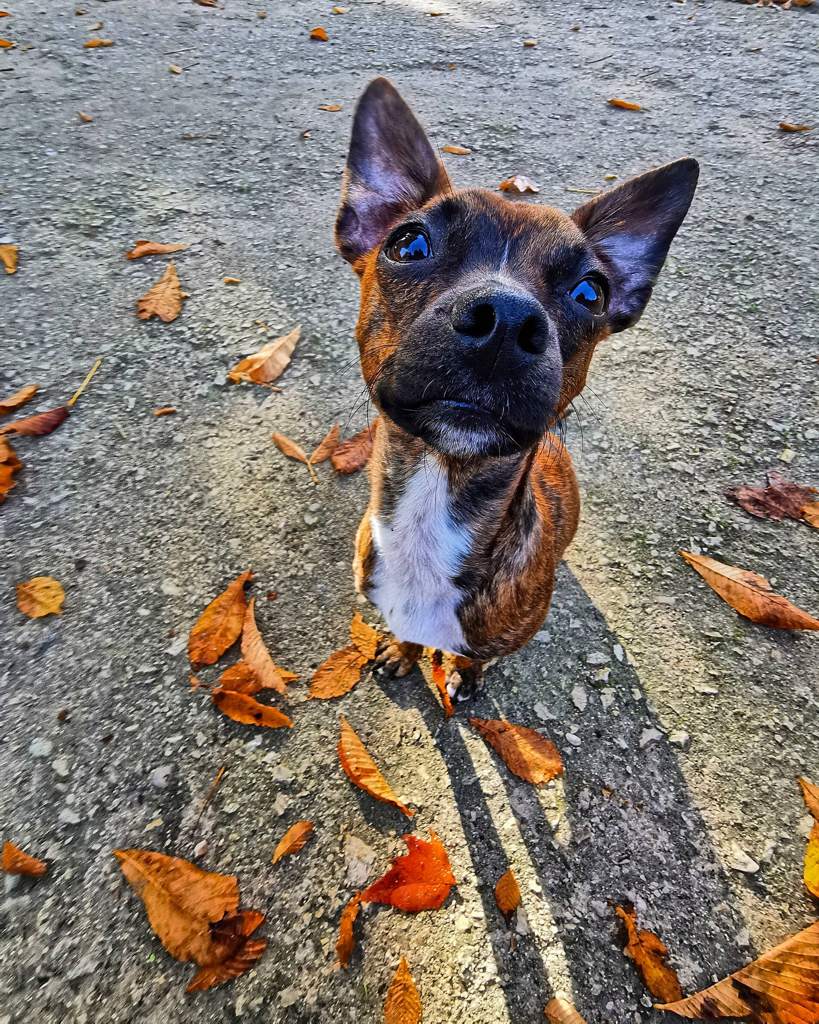 Zéphyr a rejoint le concours — aidez-le/la à gagner de superbes lots ! canidae, carnivore, collar, dog, dog_breed, dog_collar, fawn, leash, mammal, snout, working_dog