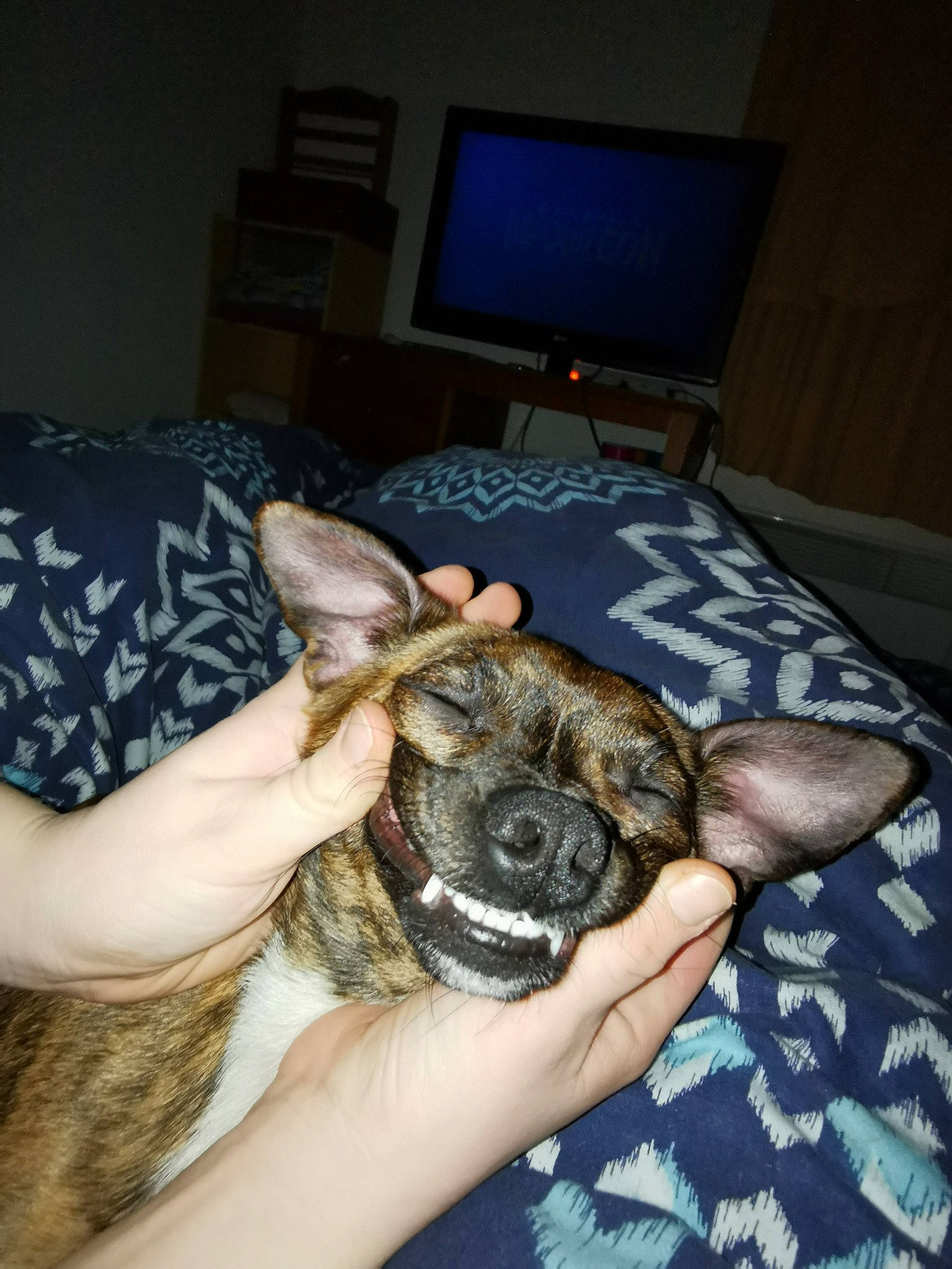 Zéphyr participe au concours pour gagner de l'argent avec cette photo : canidae, carnivore, companion_dog, dog, dog_breed, ear, fawn, french_bulldog, non_sporting_group, pug, puppy