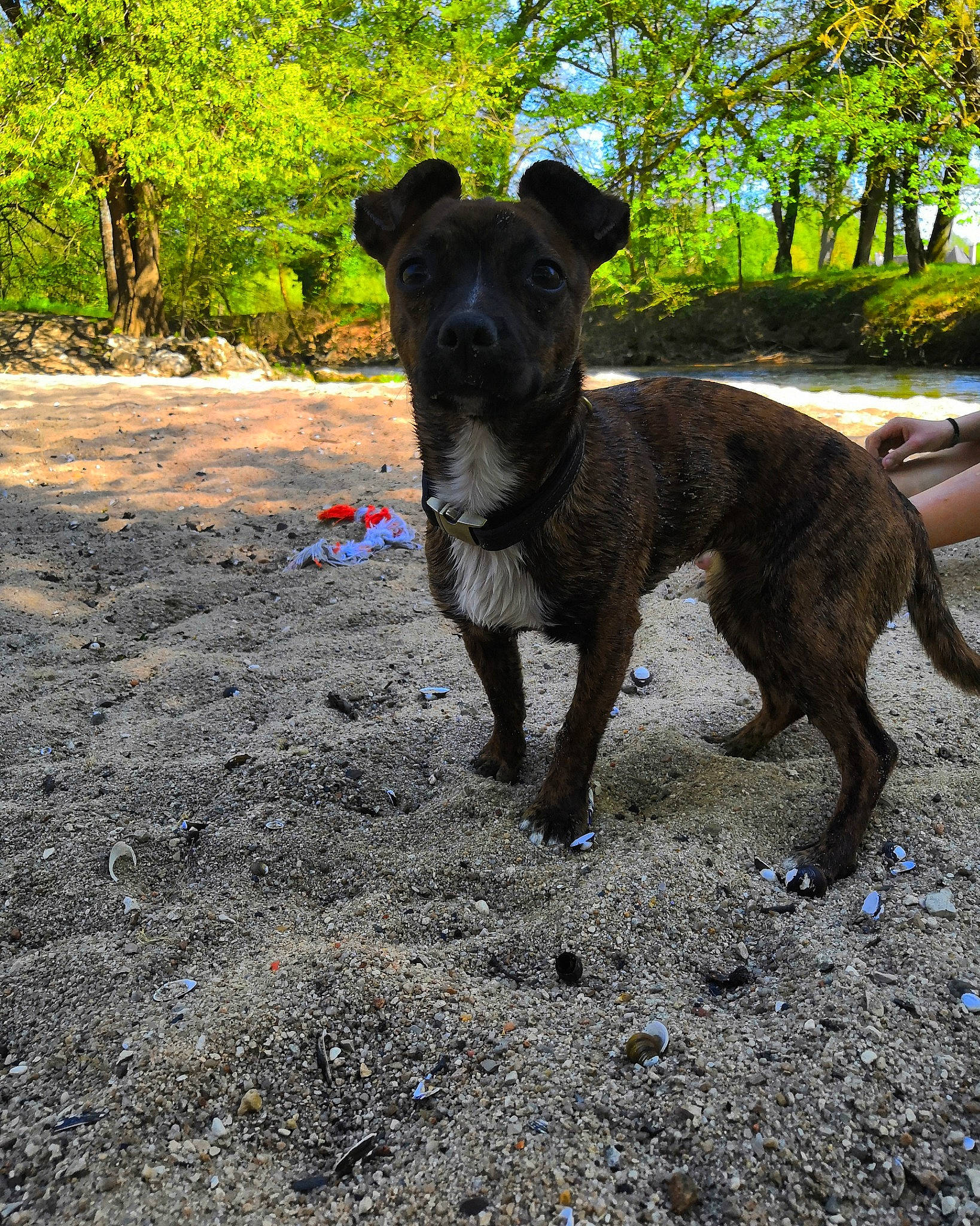 Zéphyr a rejoint le concours — aidez-le/la à gagner de superbes lots ! adventure, alaunt, canidae, carnivore, dog, dog_breed, dutch_shepherd_dog, feist, formosan_mountain_dog, kai_ken, mammal, mountain_cur, plant, rare_breed_dog, sporting_group, staffordshire_bull_terrier, treeing_tennessee_brindle, vertebrate