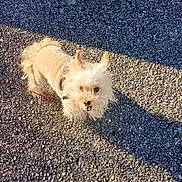 Monk participe au concours pour gagner de l'argent avec cette photo : animal, asphalt, canine, cream_coat, cute, daytime, dog, fluffy, friendly, fur, leash, looking_up, outdoor, pet, playful, shadow, small_dog, sunlight, texture, walk