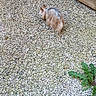 Monk a rejoint le concours — aidez-le/la à gagner de superbes lots ! animal, back_view, curious, daylight, dog, fur, gravel, green_leaf, ground, long_fur, nature, outdoor, pebbles, pet, plant, quiet, small_dog, sniffing, wooden_deck, yard