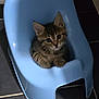 kitten, cat, pet, blue_chair, plastic_chair, indoor, floor_tiles, cute, small, fur, whiskers, ears, animal, young, looking_up, cozy, domestic, adorable, sitting, curious