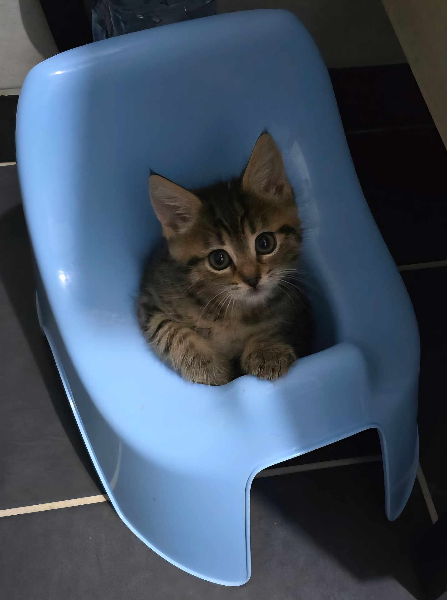Xena a rejoint le concours — aidez-le/la à gagner de superbes lots ! kitten, cat, pet, blue_chair, plastic_chair, indoor, floor_tiles, cute, small, fur, whiskers, ears, animal, young, looking_up, cozy, domestic, adorable, sitting, curious