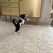 Niya a rejoint le concours — aidez-le/la à gagner de superbes lots ! animal, black_and_white, cabinet, carpet, cat, collar, curtain, cute, decor, floor, furniture, home, indoor, kitten, leaping, motion, pet, playful, television, tile