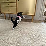 animal, black_and_white, cabinet, carpet, cat, collar, curtain, cute, decor, floor, furniture, home, indoor, kitten, leaping, motion, pet, playful, television, tile