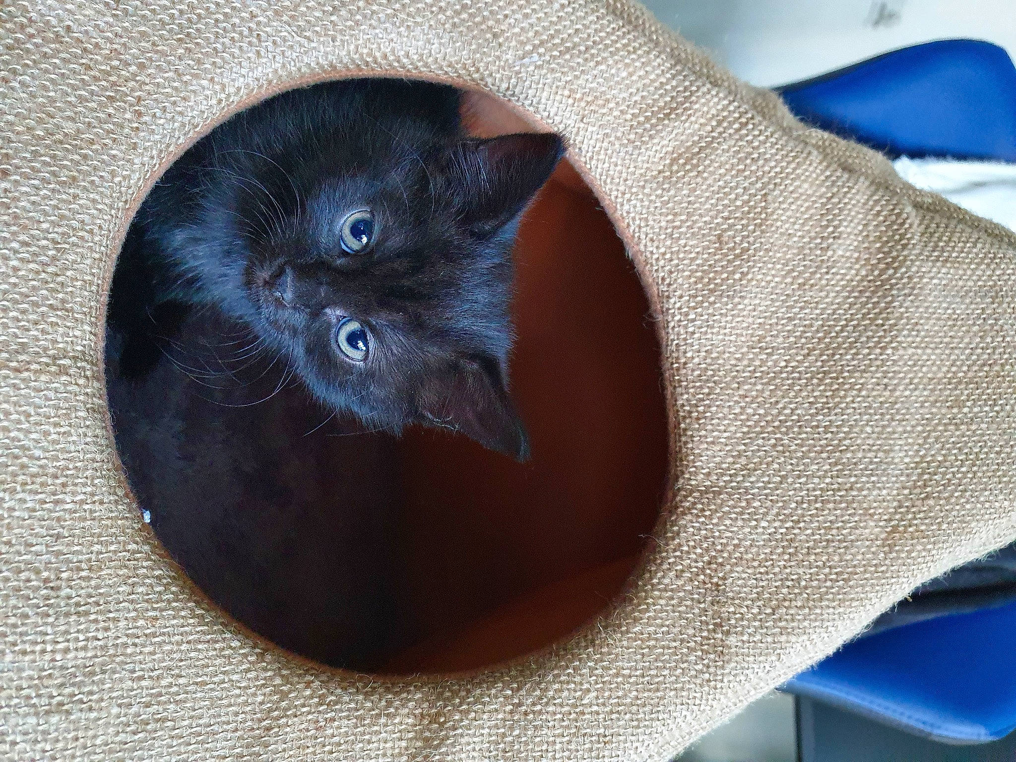 Bamboo joined the competition — help win amazing prizes! black_cat, blue, bombay, carnivore, cat, cat_supply, comfort, domestic_short_haired_cat, electric_blue, fashion_accessory, felidae, fur, grey, linens, pattern, russian_blue, small_to_medium_sized_cats, tail, whiskers