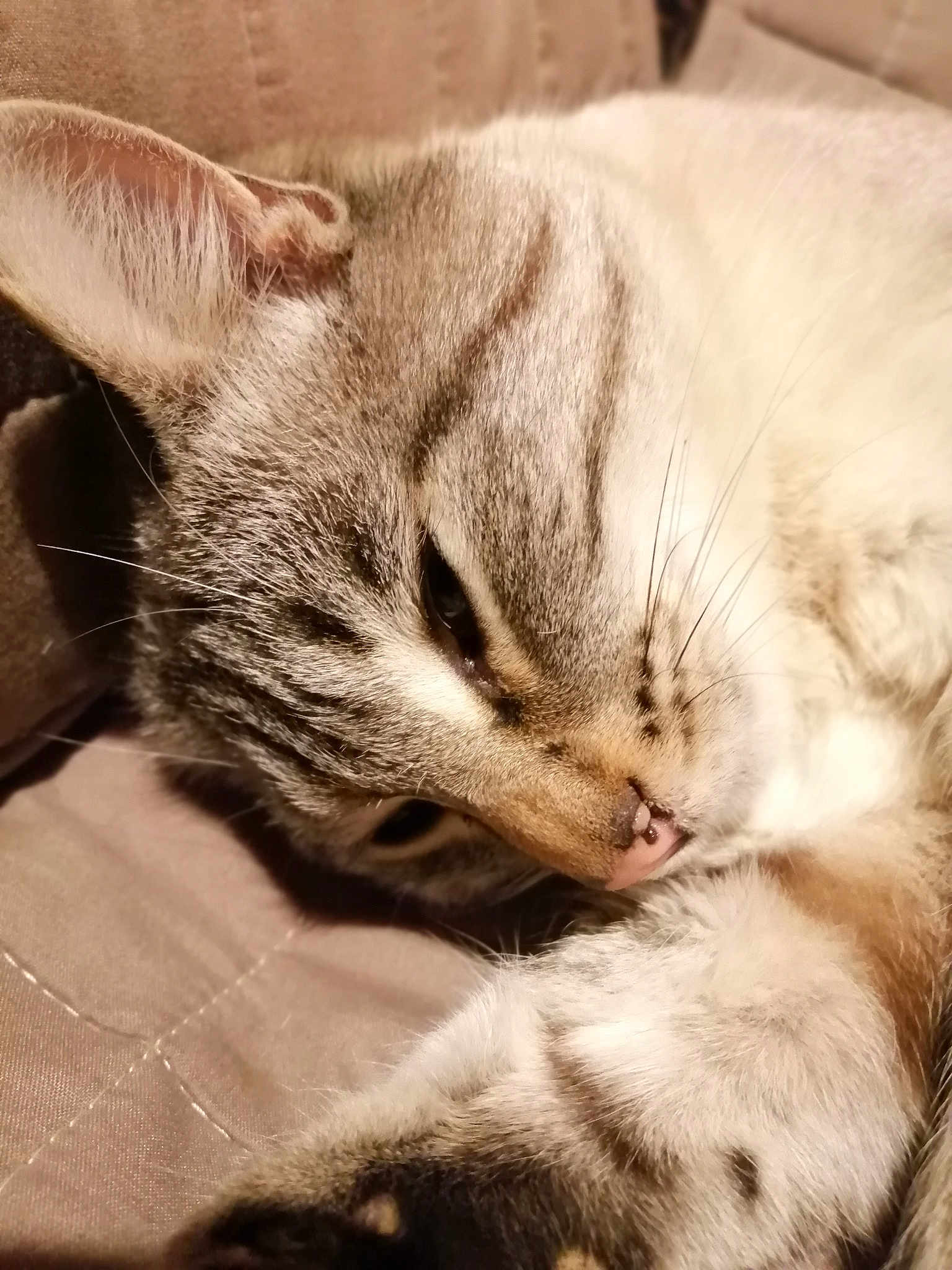 Chatchat