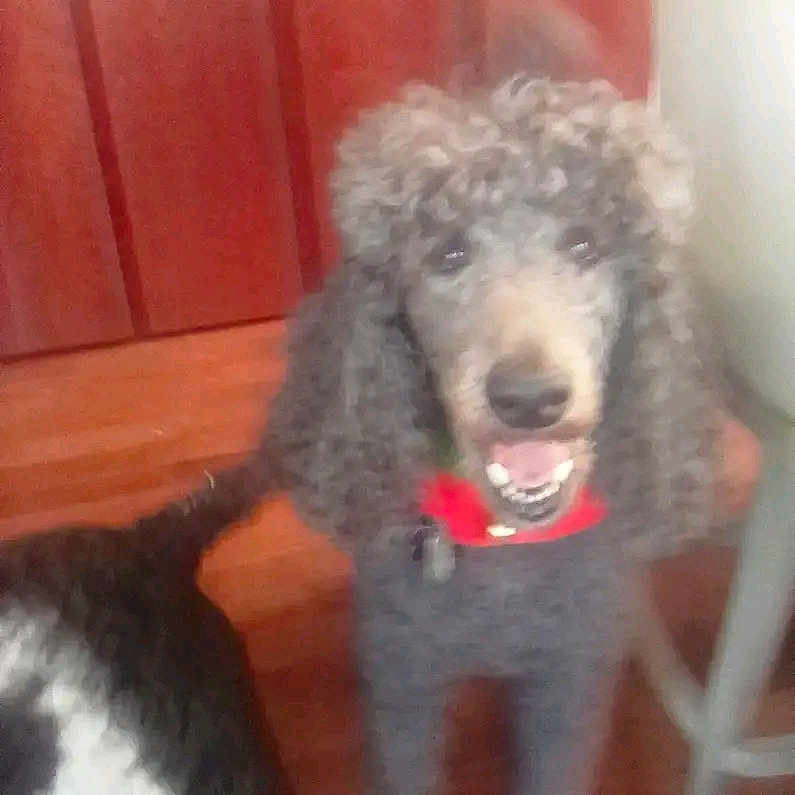 Jude is registered to the contest to win money with this photo: animal, blurred, canine, chair, collar, curly_fur, dog, domestic_animal, floor, furniture, gray_dog, happy, household, indoor, pet, poodle, red_collar, smiling, tail, wooden_floor