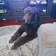 Jude is registered to the contest to win money with this photo: dog, poodle, black_dog, pet, indoor, carpet, rug, furniture, cabinet, books, collar, animal, floor, relaxed, curly_fur, household, home, living_room, wooden_cabinet, resting