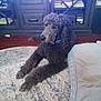 dog, poodle, black_dog, pet, indoor, carpet, rug, furniture, cabinet, books, collar, animal, floor, relaxed, curly_fur, household, home, living_room, wooden_cabinet, resting