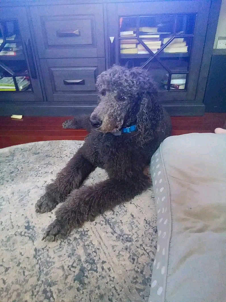 Jude is registered to the contest to win money with this photo: dog, poodle, black_dog, pet, indoor, carpet, rug, furniture, cabinet, books, collar, animal, floor, relaxed, curly_fur, household, home, living_room, wooden_cabinet, resting