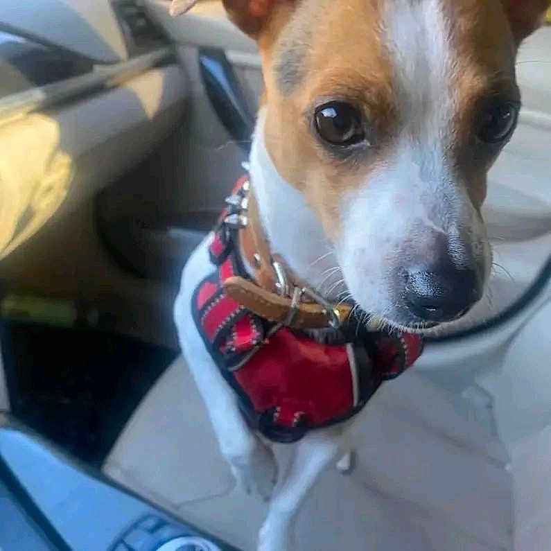 Cookie joined the competition — help win amazing prizes! dog, small_dog, pet, animal, car_interior, harness, brown_and_white, close_up, cute, curious, sitting, leather_seat, vehicle, companion, domestic_animal, looking, indoor, transportation, canine, alert