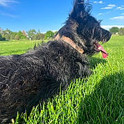 Axe is registered to the contest to win money with this photo: dog, black_dog, grass, outdoor, sunny, sky, collar, tongue, pet, canine, nature, greenery, park, animal, fur, daytime, relaxing, happy, muzzle, ears