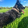 dog, black_dog, grass, outdoor, sunny, sky, collar, tongue, pet, canine, nature, greenery, park, animal, fur, daytime, relaxing, happy, muzzle, ears